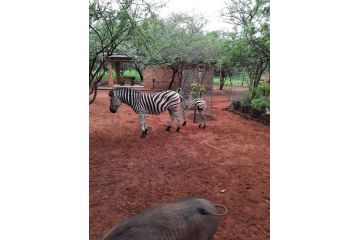 462 Bosbok Chalets Apartment, Marloth Park - 3