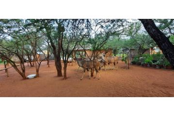 462 Bosbok Chalets Apartment, Marloth Park - 4