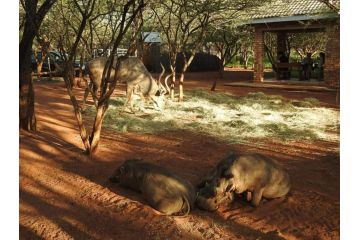 462 Bosbok Chalets Apartment, Marloth Park - 2