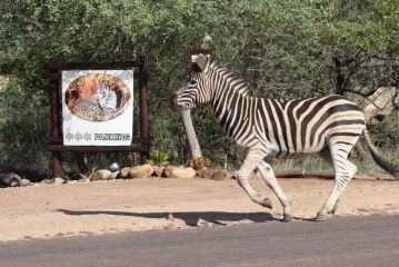 African Rock Lodge Hotel, Hoedspruit - 1