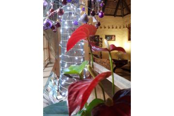 African Silhouette Guesthouse Guest house, Benoni - 5