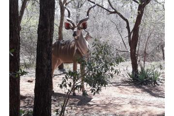 African Sky Guest house, Marloth Park - 1