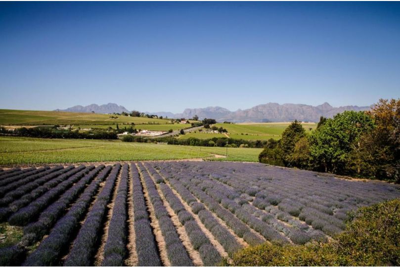 Lavinia Lifestyle Farm stay, Stellenbosch - imaginea 2