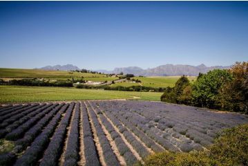 Lavinia Lifestyle Farm stay, Stellenbosch - 2