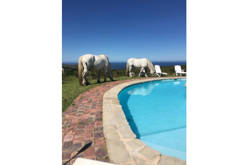 T'Niqua Stables & Lodge Guest house, Plettenberg Bay - imaginea 8