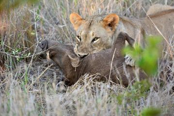 Bayala Private Safari Lodges Hotel, Hluhluwe - 5