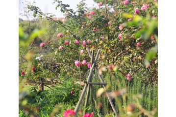 BELLA ROSA FARM Apartment, Midrand - 3