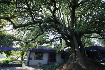 Big Tree Midrand Guest house, Midrand - 2