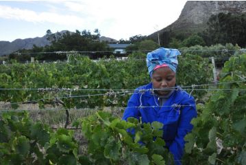 Blueberry Hill Cottages Farm stay, Franschhoek - 5