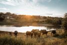 Bona Bona Game Lodge Hotel, Wolmaransstad - thumb 10