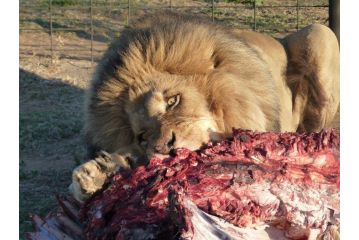 Boskoppie Lion & Tiger Reserve Hotel, Kroonstad - 5