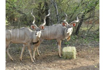 BUFFALO Guest house, Marloth Park - 4