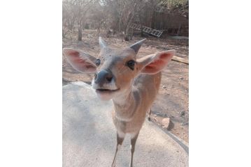 Bush and Gables House Hotel, Marloth Park - 3