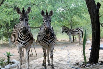 Bushbaby Eden Guest house, Marloth Park - 2