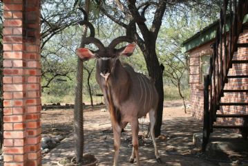 Bushbaby Eden Guest house, Marloth Park - 5