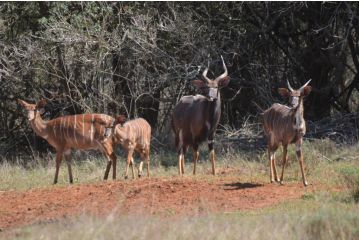 Bushbaby Lodge Hotel, Hluhluwe - 1