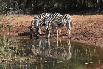 Bushbaby Lodge Hotel, Hluhluwe - 2