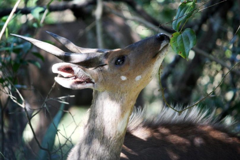 Bushbuck Lodge Southbroom Hotel, Southbroom - imaginea 5