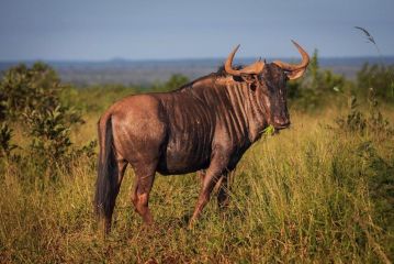 Bushlink Safaris,Lower Sabie Rest Camp Campsite, Skukuza - 1