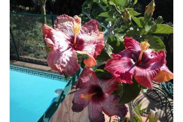 Cape Oasis Guesthouse Guest house, Bloubergstrand - 1