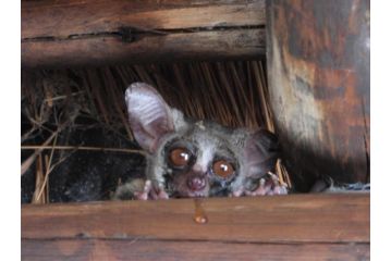 Carpe Diem Villa, Marloth Park - 2