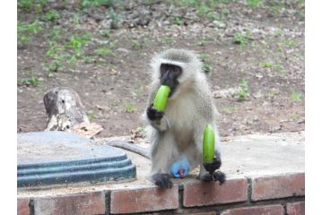Carpe Diem Villa, Marloth Park - 5