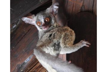 Carpe Diem Villa, Marloth Park - 3