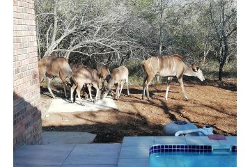 Cats Corner Guest house, Marloth Park - 1
