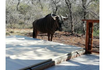 Cats Corner Guest house, Marloth Park - 3
