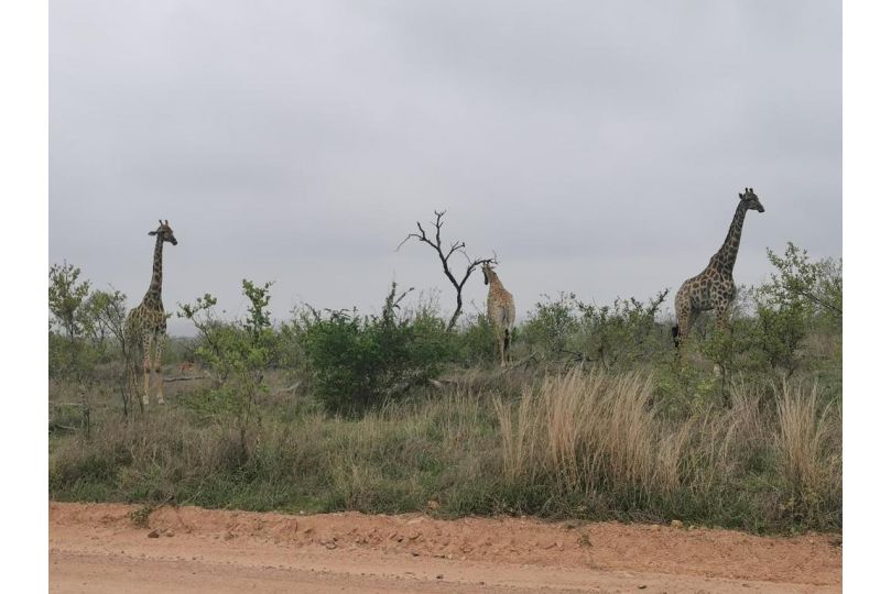 Crocodile Bend Villa, Mpakeni - imaginea 2