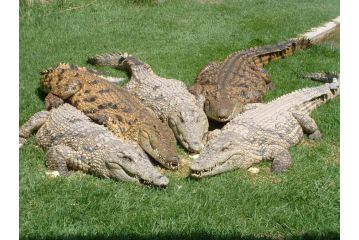 Crocodile Lodge cc Guest house, Midrand - 2