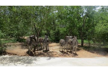 Crowe's Nest Guest house, Marloth Park - 4