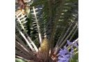Cycas Guest house, Malelane - thumb 3
