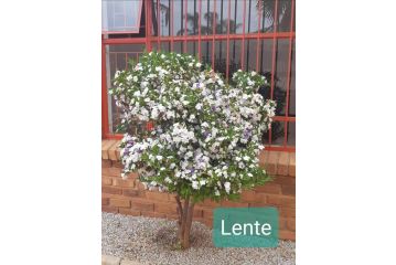 Die Rooi Windpomp Bed and breakfast, Polokwane - 3
