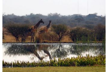Ditholo Game Lodge Bela Bela Hotel, Bela-Bela - 3
