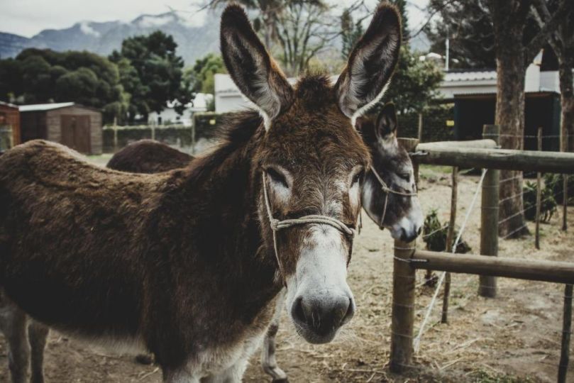 Dolittle Cottages Chalet, Swellendam - imaginea 10