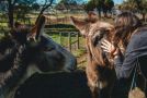 Dolittle Cottages Chalet, Swellendam - thumb 16