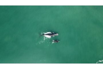 Dolphins on Six - Dusky Apartment, Wilderness - 3