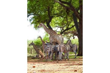Doornkom Guest house, Marloth Park - 3