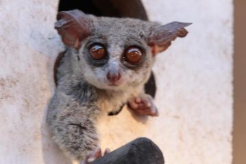 Doringpoort Lodge Hotel, Marloth Park - 1