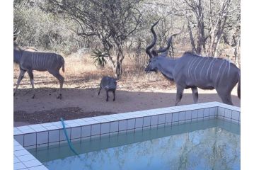 Eagle's Crest Guest house, Marloth Park - 4