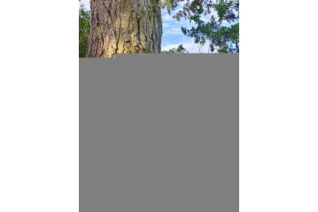 Eagles' Call Cottages and Tent Guest house, Wilderness - 2