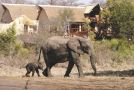 Elephant Plains Game Lodge Hotel, Sabi Sand Game Reserve - thumb 2