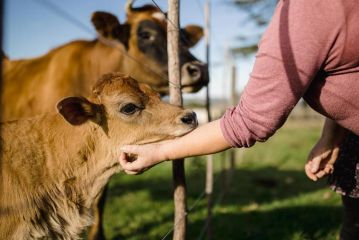 Fernhill Guest Farm Cottages Farm stay, Knysna - 3