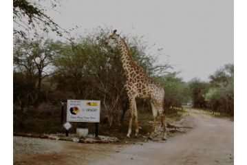 Flight of the Eagle @ Kruger Guest house, Marloth Park - 4