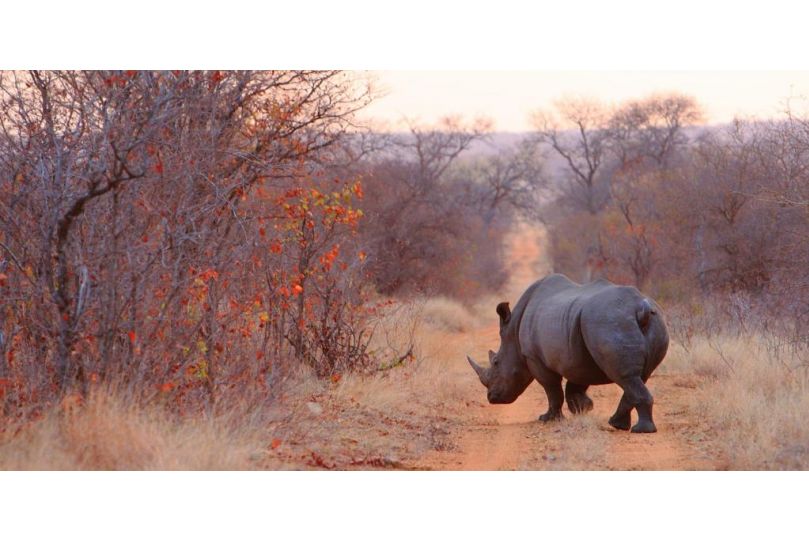 Geiger's Camp Hotel, Timbavati Game Reserve - imaginea 19