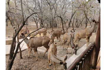 Gemsbok Place Guest house, Marloth Park - 2