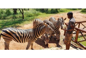 Giraffe plains Guest house, Marloth Park - 4