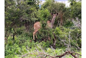 Harmony Game Lodge Hotel, Bloemendal - 4